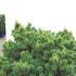 Pinus Sylvestris Beuvronensis Scots Pine 60-80 cm buy online UK.