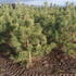 Candlelight Scots Pine with bright yellow tips