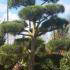 Pinus Sylvestris Pine Cloud Tree Pom Pom