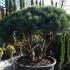 Pinus Sylvestris Dome shaped topiary pine - crown lifted pine trees for sale online UK