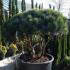 Pinus Sylvestris Dome shaped topiary pine - crown lifted pine trees for sale online UK