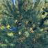 Pinus Sylvestris Full Standard Trees 1.5-1.75 m buy online UK.