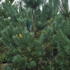 psfs 1.75-2 m buy online UK.