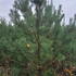 psfs 2.5-3 m buy online UK.