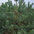 psfs 3-3.5 m buy online UK.