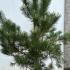 Pinus Sylvestris Full Standard Trees 2-2.5 m buy online UK.