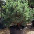 Pinus Sylvestris Glauca Nana, UK
