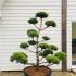 Pinus Sylvestris Norske Type Cloud Tree Bonsai Shaped trees for sale UK