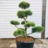 Pinus Sylvestris Norske Type Cloud Tree Bonsai Buy UK