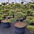 pinussylpompon 1.25-1.5 m buy online UK.
