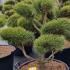 Pinus Sylvestris Pine Cloud Tree in Pom Pom Shape 1.5-1.75 m buy online UK.