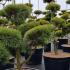 Pinus Sylvestris Pine Cloud Tree in Pom Pom Shape 1.75-2 m buy online UK.