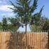 Pinus Sylvestris Full Standard tree, for sale online UK delivery