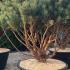 Pinus Sylvestris Topiary Dome 1.5-1.75 m buy online UK.