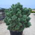 pinuswatereri 1-1.2 m buy online UK.