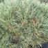 Pinus sylvestris Watereri 50-60 cm buy online UK.