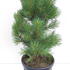 pinuswatereri 40-50 cm buy online UK.
