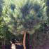 Pinus Sylvestris Watereri half standard topiary pines