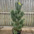 pvp 1.25-1.5 m buy online UK.