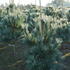 pvp 80-100 cm buy online UK.