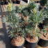 pvp 80-100 cm buy online UK.
