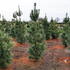 Pinus Wallichaiana Densa Hill - aka Bhutan Pine trees for sale UK