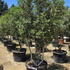 pile 2.5-3 m buy online UK.
