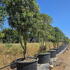 pile 3-3.5 m buy online UK.