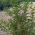 Pistacia Lentiscus or Mastic Tree 60-80 cm buy online UK.