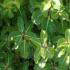 Pittosporum Goldstar for sale. Known as Kohuhu, an evergreen shrub for sale from Shrub Specialist Nursery - Paramount UK