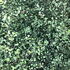 Pittosporum Tenuifolium Green Elf
