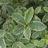 Pittosporum Silver Ball compact evergreen shrub with rounded shape and silver grey leaves