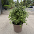 pt 40-50 cm buy online UK.