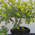ptag 20-30 cm buy online UK.