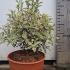 Pittosporum Tenuifolium Elizabeth 30-40 cm buy online UK.