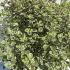 Pittosporum Tenuifolium Elizabeth 60-80 cm buy online UK.