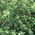 Pittosporum Tenuifolium evergreen shrubs for sale online with UK delivery