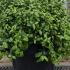 Pittosporum Tenuifolium Golf Ball 25-30 cm buy online UK.