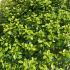 Pittosporum Tenuifolium Golf Ball 60-70 cm buy online UK.