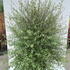 ptge 1-1.25 m buy online UK.