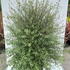ptge 1-1.25 m buy online UK.