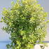 ptip 60-80 cm buy online UK.