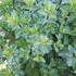 Pittosporum Tenuifolium Irene Paterson