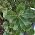 Pittosporum Tenuifolium Irish Luck