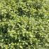 Pittosporum Tenuifolium Silver Ball 60-70 cm buy online UK.