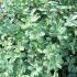 Pittosporum Tenuifolium Silver Ball