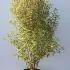 Pittosporum Tenuifolium Silver Queen 80-100 cm buy online UK.