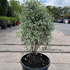 pittos 70-90 cm buy online UK.