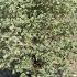 Pittosporum Tenuifolium Silver Queen 35-45 cm buy online UK.