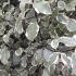 Pittosporum Silver Queen variegated foliage, evergreen shrub to buy online UK